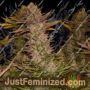 Cheesequake by TGA Seeds Cannabis Seeds For Sale at Just Feminized