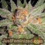 Dynamite OG by BC Bud Depot Cannabis Seeds For Sale at Just Feminized