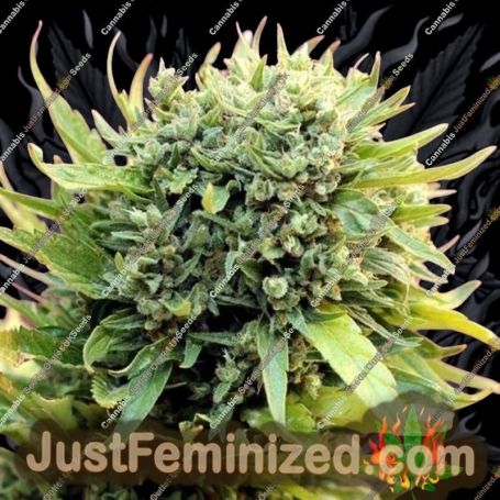 Dairy Queen by TGA Seeds Cannabis Seeds For Sale at Just Feminized