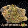 Deadlights by TGA Seeds Buds Weed Ganja Skunk Pot Reefer Dope Herb Pics Images