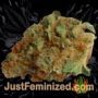 Deep Purple by TGA Seeds Buds Weed Ganja Skunk Pot Reefer Dope Herb Pics Images