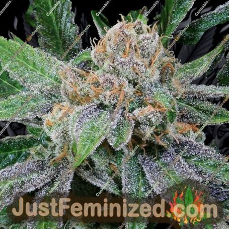 Grape Inferno by TGA Seeds Cannabis Seeds For Sale at Just Feminized