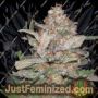 Hurkle by TGA Seeds Cannabis Seeds For Sale at Just Feminized