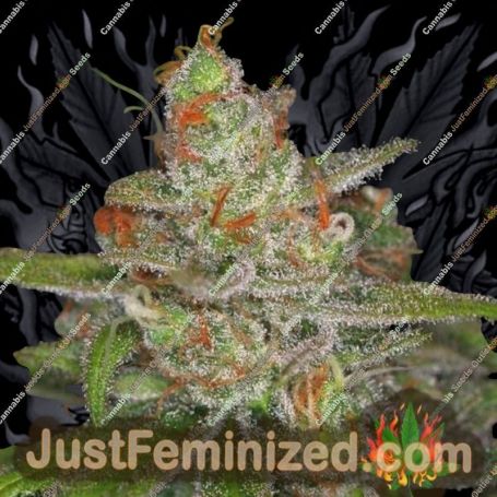 Jack Skellington by TGA Seeds Cannabis Seeds For Sale at Just Feminized