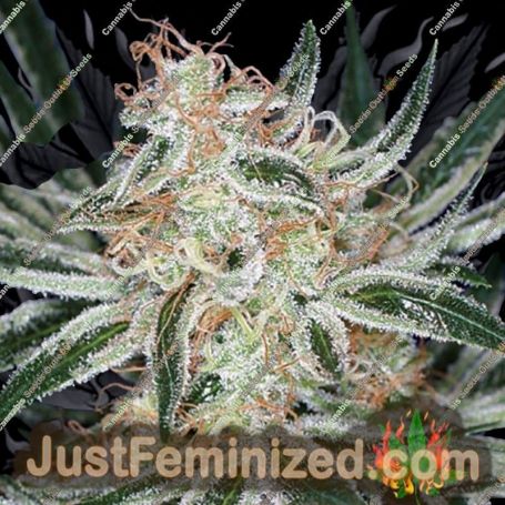 Jack The Ripper by TGA Seeds Cannabis Seeds For Sale at Just Feminized