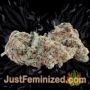 Jacked Up by TGA Seeds Buds Weed Ganja Skunk Pot Reefer Dope Herb Pics Images