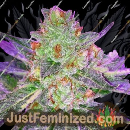 9Lb Hammer by TGA Seeds Cannabis Seeds For Sale at Just Feminized