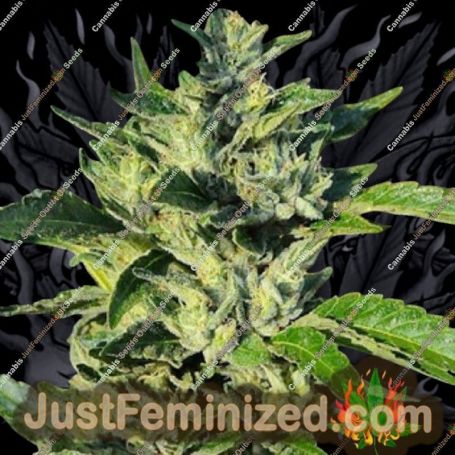 OG Kush by 710 Genetics Cannabis Seeds For Sale at Just Feminized