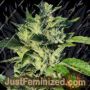 OG Kush by 710 Genetics Cannabis Seeds For Sale at Just Feminized