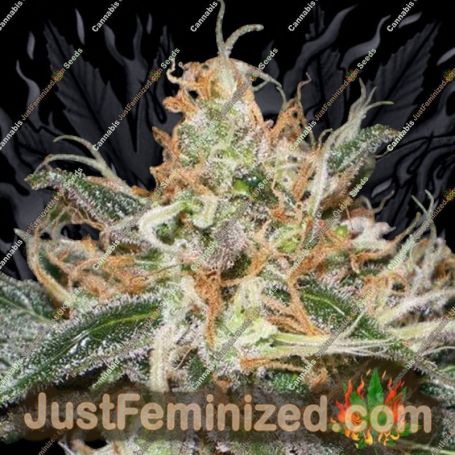Pandoras Box by TGA Seeds Cannabis Seeds For Sale at Just Feminized