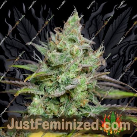 Pennywise by TGA Seeds Cannabis Seeds For Sale at Just Feminized