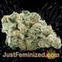 Pennywise by TGA Seeds Buds Weed Ganja Skunk Pot Reefer Dope Herb Pics Images