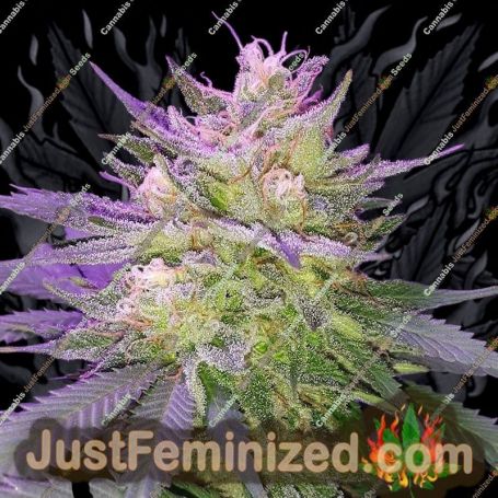Pina Rita by TGA Seeds Cannabis Seeds For Sale at Just Feminized