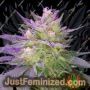 Pina Rita by TGA Seeds Cannabis Seeds For Sale at Just Feminized
