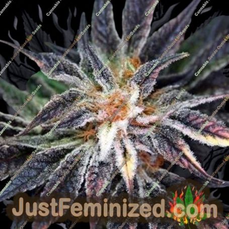 Qleaner by TGA Seeds Cannabis Seeds For Sale at Just Feminized