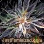 Qleaner by TGA Seeds Cannabis Seeds For Sale at Just Feminized