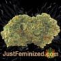 Querkle by TGA Seeds Buds Weed Ganja Skunk Pot Reefer Dope Herb Pics Images