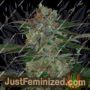 Qush by TGA Seeds Cannabis Seeds For Sale at Just Feminized