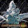 Girl Scout Cookies by BC Bud Depot Cannabis Seeds For Sale at Just Feminized