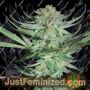 Shangri La by TGA Seeds Cannabis Seeds For Sale at Just Feminized