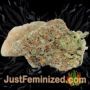 Shangri La by TGA Seeds Buds Weed Ganja Skunk Pot Reefer Dope Herb Pics Images