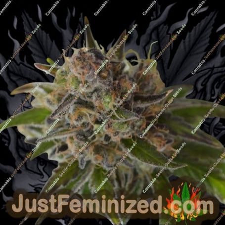 Space Candy by TGA Seeds Cannabis Seeds For Sale at Just Feminized