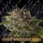 Space Candy by TGA Seeds Cannabis Seeds For Sale at Just Feminized