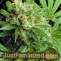 Strawberry Daiquiri by TGA Seeds Cannabis Seeds For Sale at Just Feminized