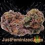 Strawberry Daiquiri by TGA Seeds Buds Weed Ganja Skunk Pot Reefer Dope Herb Pics Images