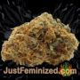 Strawberry Daiquiri by TGA Seeds Buds Weed Ganja Skunk Pot Reefer Dope Herb Pics Images