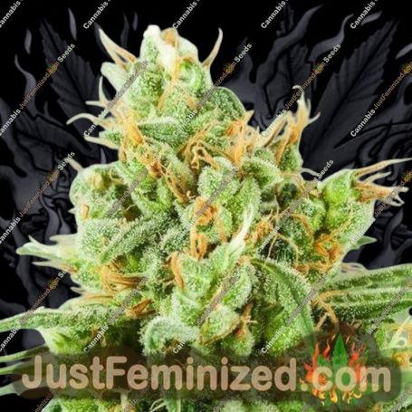 Strawberry Daquiri KK by TGA Seeds Cannabis Seeds For Sale at Just Feminized