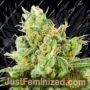 Strawberry Daquiri KK by TGA Seeds Cannabis Seeds For Sale at Just Feminized