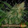 The Vortex by TGA Seeds Cannabis Seeds For Sale at Just Feminized