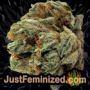 The Vortex by TGA Seeds Buds Weed Ganja Skunk Pot Reefer Dope Herb Pics Images