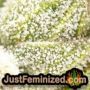 The Vortex by TGA Seeds THC CBD Close Up Trichomes Potency Yield Indica Sativa Strain Pic Images