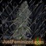 Timewreck by TGA Seeds Cannabis Seeds For Sale at Just Feminized