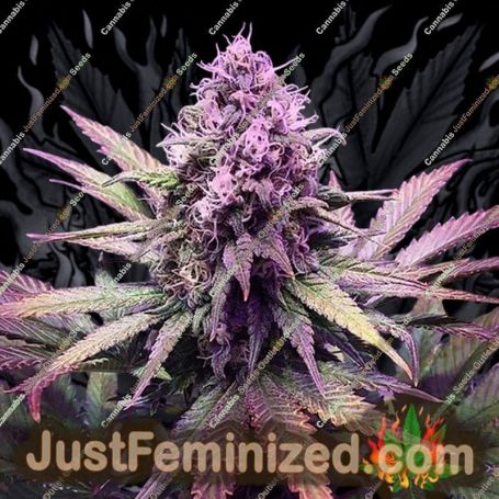 Glue Dream Auto by Top Shelf Elite Cannabis Seeds For Sale at Just Feminized