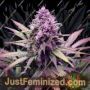 Glue Dream Auto by Top Shelf Elite Cannabis Seeds For Sale at Just Feminized