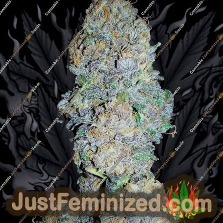 Gods Gift by BC Bud Depot Cannabis Seeds For Sale at Just Feminized