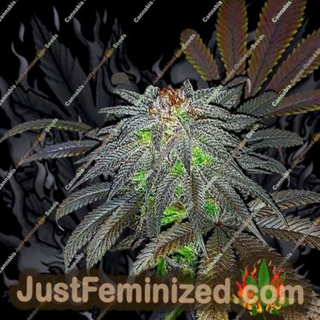 Gorillagasm Auto by Top Shelf Elite Cannabis Seeds For Sale at Just Feminized