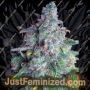 Nightcrawler OG Auto by Top Shelf Elite Cannabis Seeds For Sale at Just Feminized