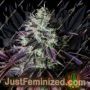 Glue Dream by Top Shelf Elite Cannabis Seeds For Sale at Just Feminized