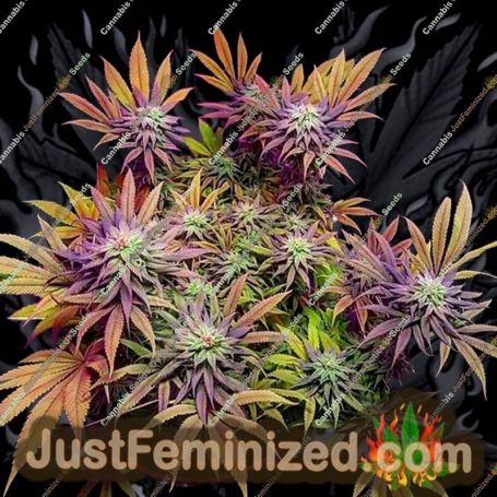 Gorillagasm by Top Shelf Elite Cannabis Seeds For Sale at Just Feminized