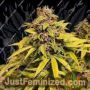 Nightcrawler OG by Top Shelf Elite Cannabis Seeds For Sale at Just Feminized