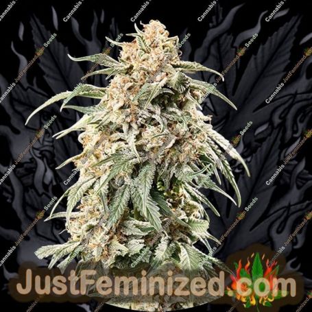 Big Auto by Top Tao Cannabis Seeds For Sale at Just Feminized