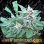 Blueberry Crystal by Top Tao Cannabis Seeds For Sale at Just Feminized
