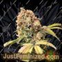 Demon Auto by Top Tao Cannabis Seeds For Sale at Just Feminized