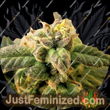 Early by Top Tao Cannabis Seeds For Sale at Just Feminized