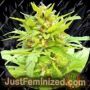 Golden Cannary Auto by Top Tao Cannabis Seeds For Sale at Just Feminized