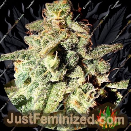 Micron Auto by Top Tao Cannabis Seeds For Sale at Just Feminized